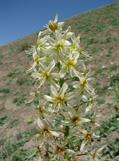 Eremurus luteus
